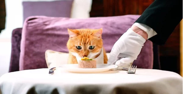 Як годувати котика