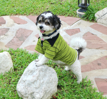 картинка Сорочка "Golf" зелена